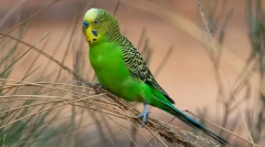 Тривалість життя хвилястих папуг